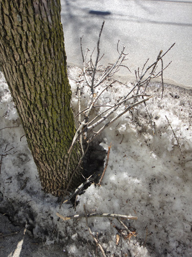 tree_2_20_fallen_branches.jpg