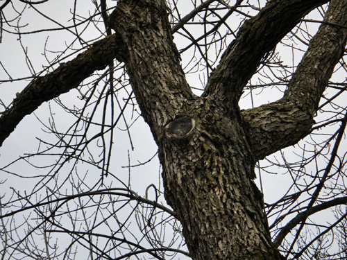 tree_3_1trunk.jpg