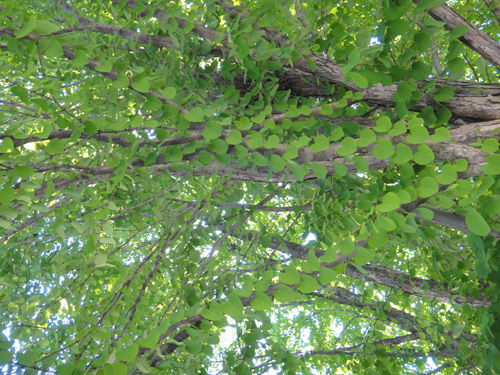 Heart shaped leaf tree