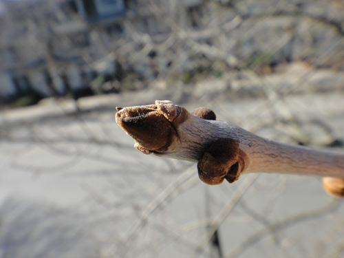 twig_3_17c.jpg